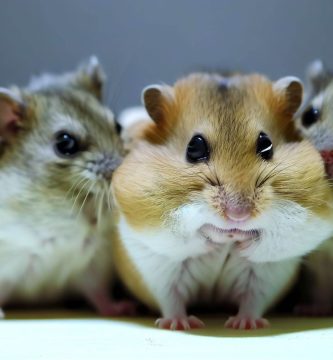 Hamster con estres
